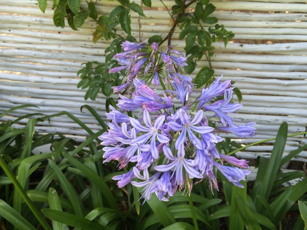 Our Hermanus B&B 客房 照片